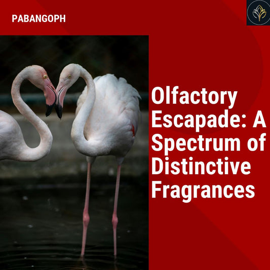 Olfactory Escapade: A Spectrum of Distinctive Fragrances