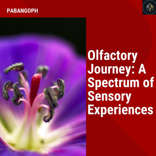 Olfactory Journey: A Spectrum of Sensory Experiences