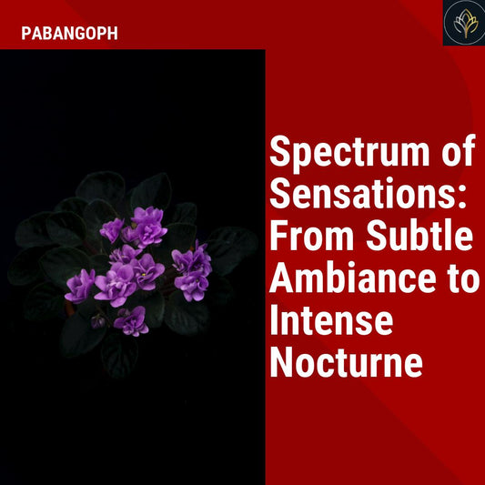 Spectrum of Sensations: From Subtle Ambiance to Intense Nocturne