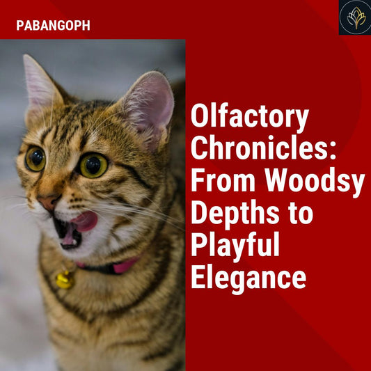 Olfactory Chronicles: From Woodsy Depths to Playful Elegance