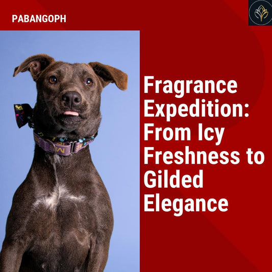 Fragrance Expedition: From Icy Freshness to Gilded Elegance