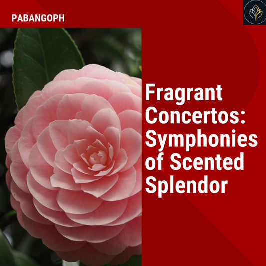 Fragrant Concertos: Symphonies of Scented Splendor