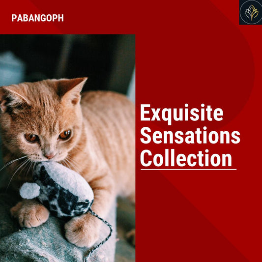 Exquisite Sensations Collection