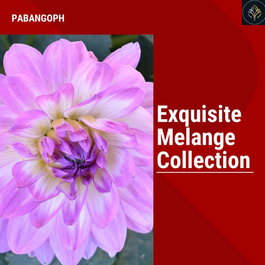 Exquisite Melange Collection